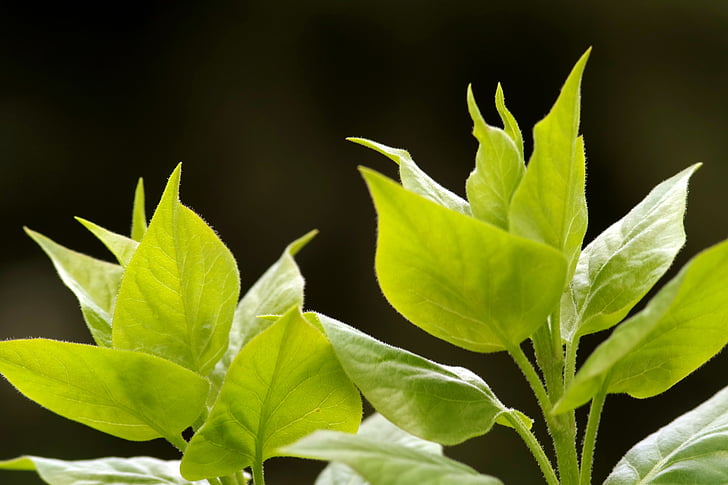 Environmentalism: A Journey Through Time and Its Impact on Our Daily Choices